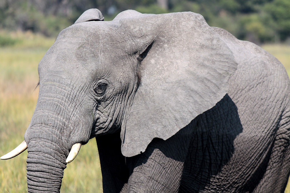 botswana/okavango_tubu_elephant_close_2