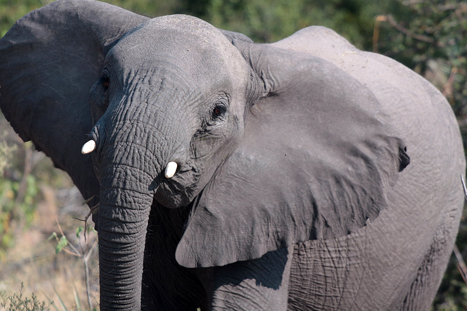 botswana/okavango_tubu_elephant_ears