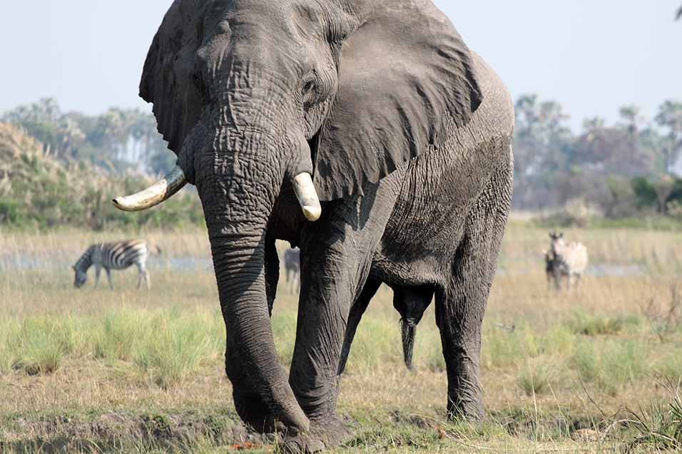 botswana/okavango_tubu_grand_elephant_2