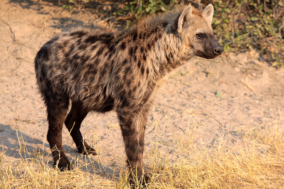 botswana/okavango_tubu_hyena_looking