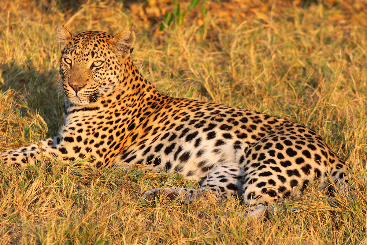 botswana/okavango_tubu_leopard_mom_gazing