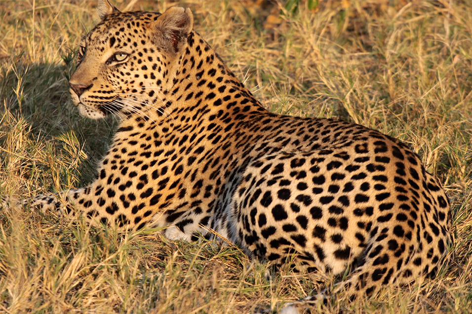 botswana/okavango_tubu_leopard_mom_resting