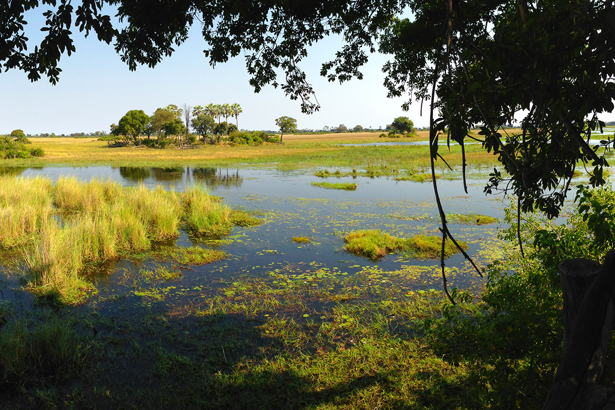 botswana/okavango_tubu_tree_hide