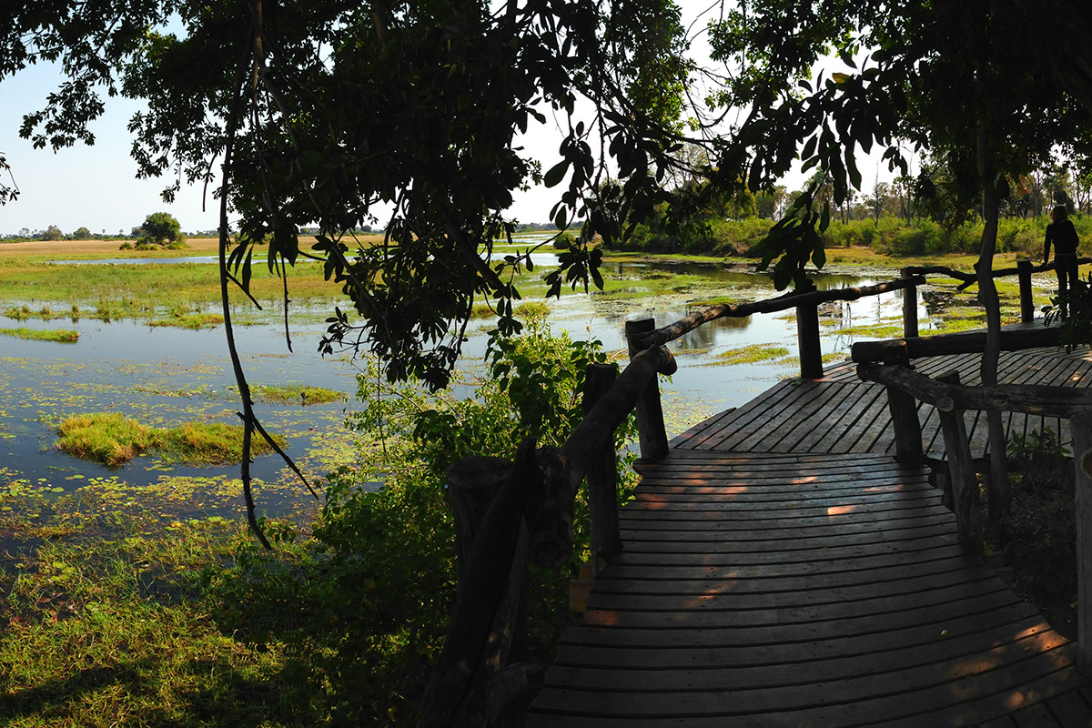 botswana/okavango_tubu_tree_hide_samy