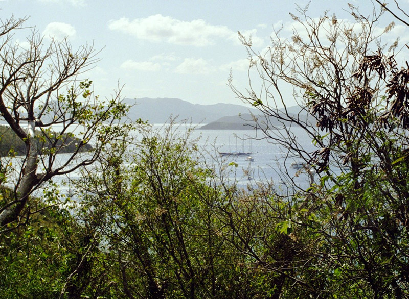 bvi/bay_trees