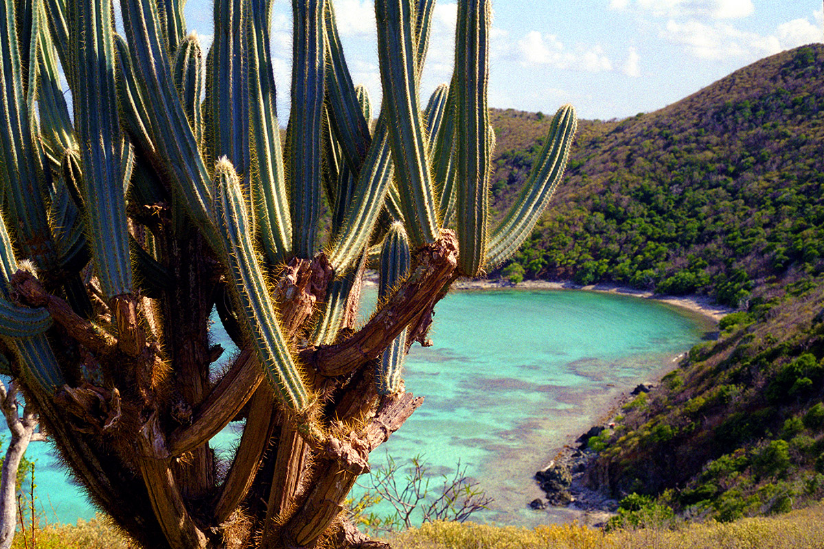 bvi/cactus