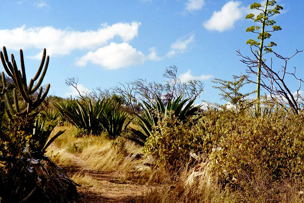 bvi/cactus_hike