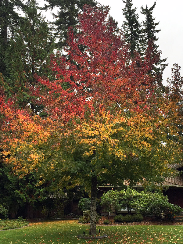 canada/vancouver_surey_rasta_tree