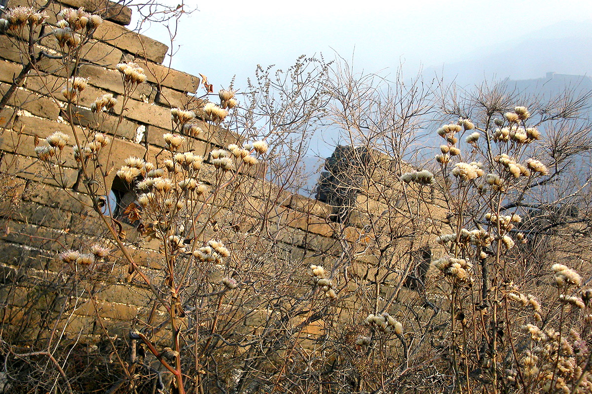 china/2004/mutianyu_dry_flowers