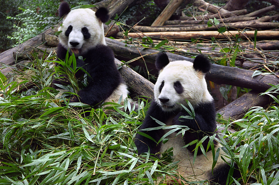 china/2004/sichuan_pandas