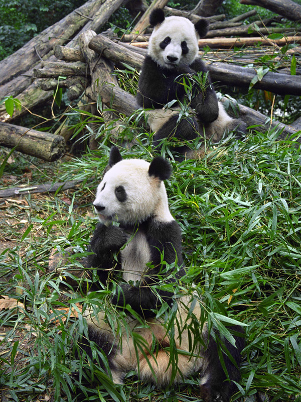 china/2004/sichuan_pandas_vert