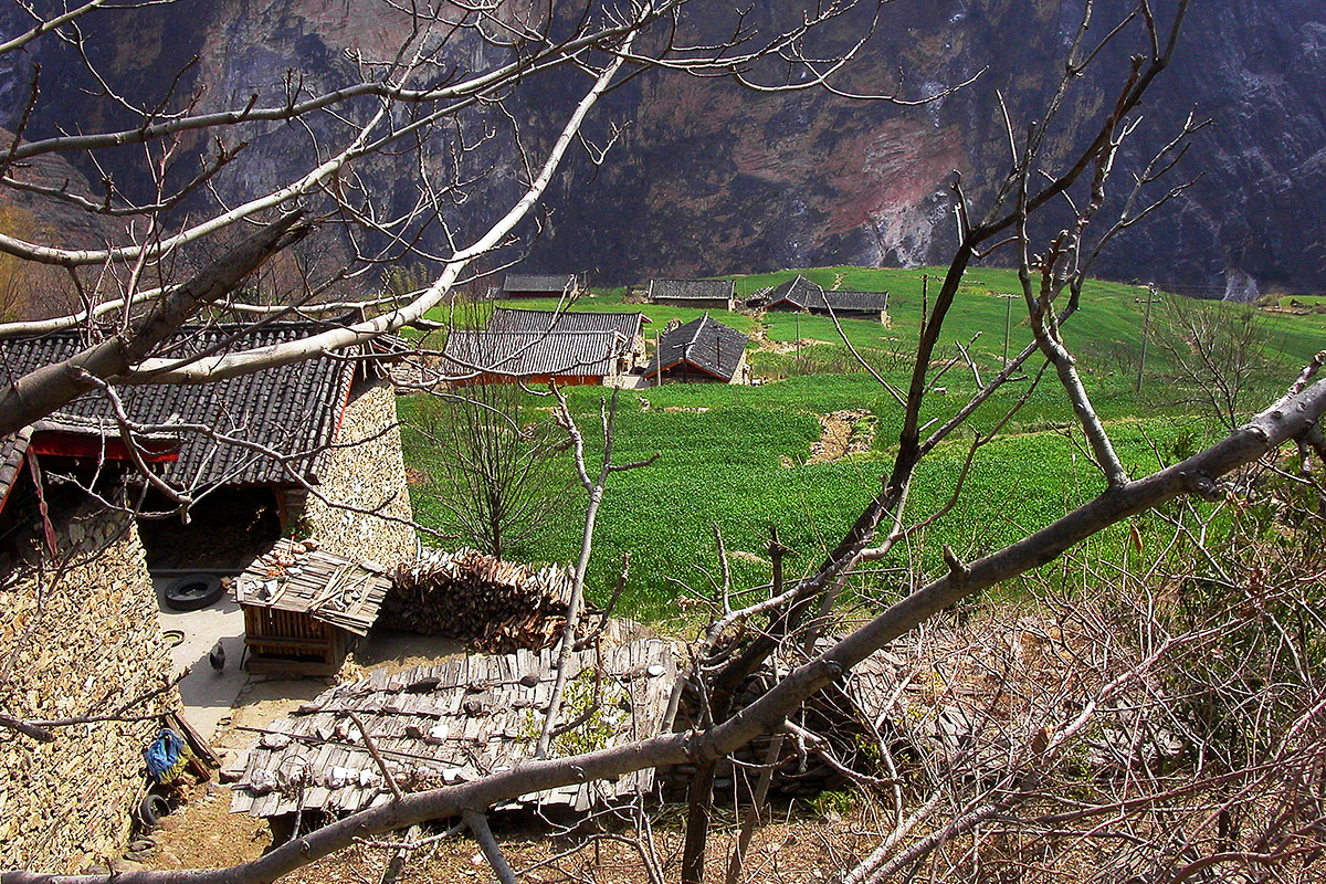 china/2004/tiger_rice_trees