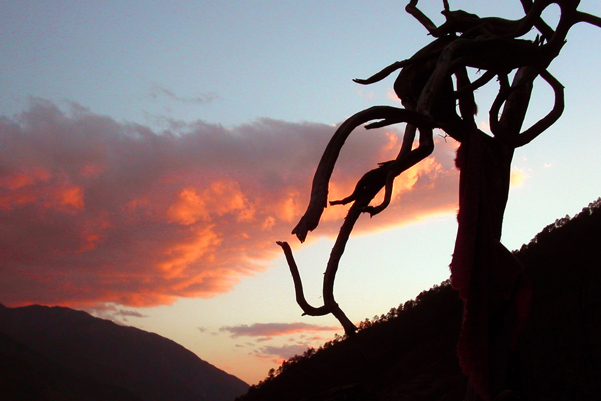 china/2004/tiger_sunset_tree