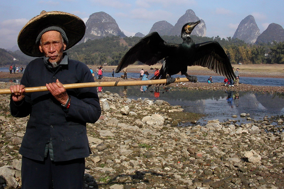 china/2004/yangshuo_fisherman_comorant