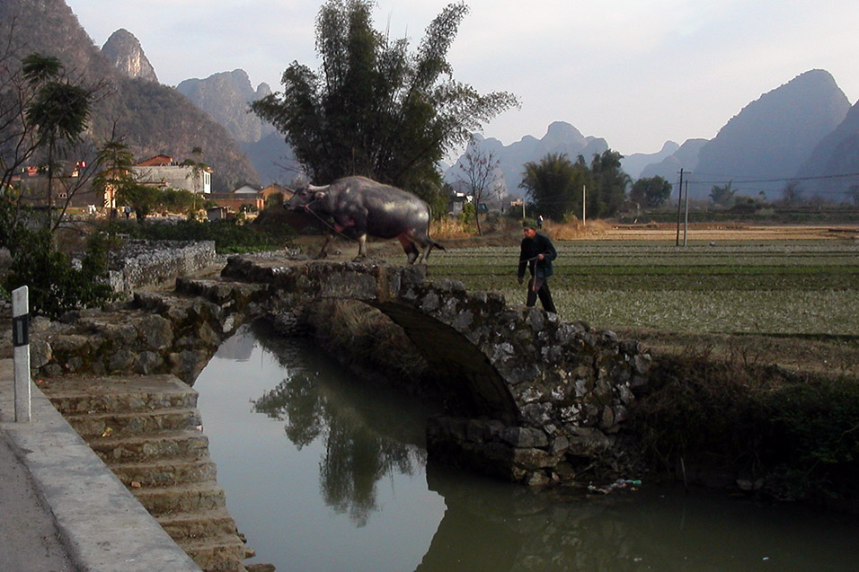 china/2004/yangshuo_water_buffalo_bridge