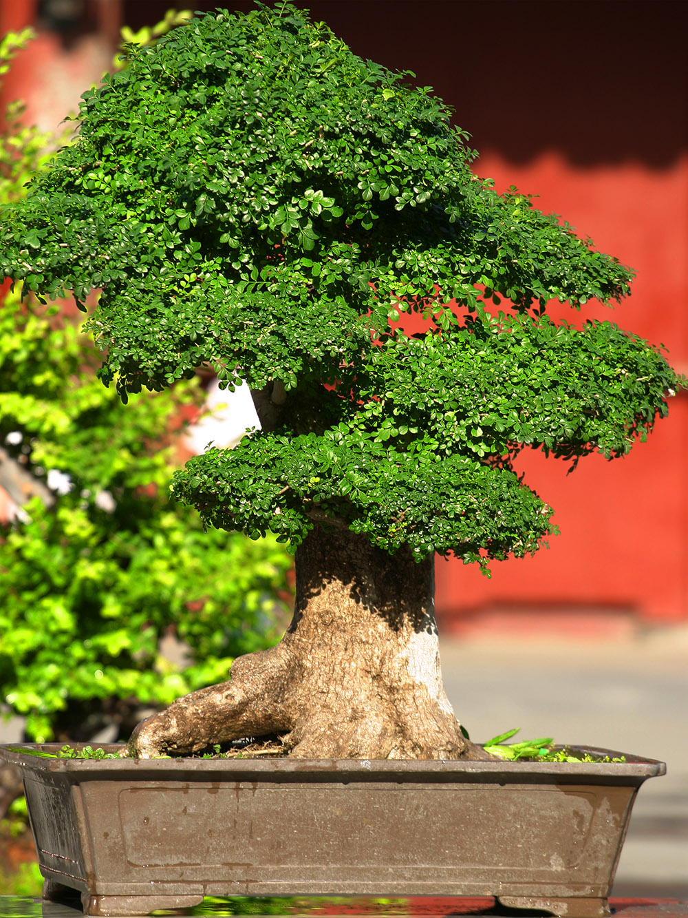 china/2006/beijing_bonzai_tree