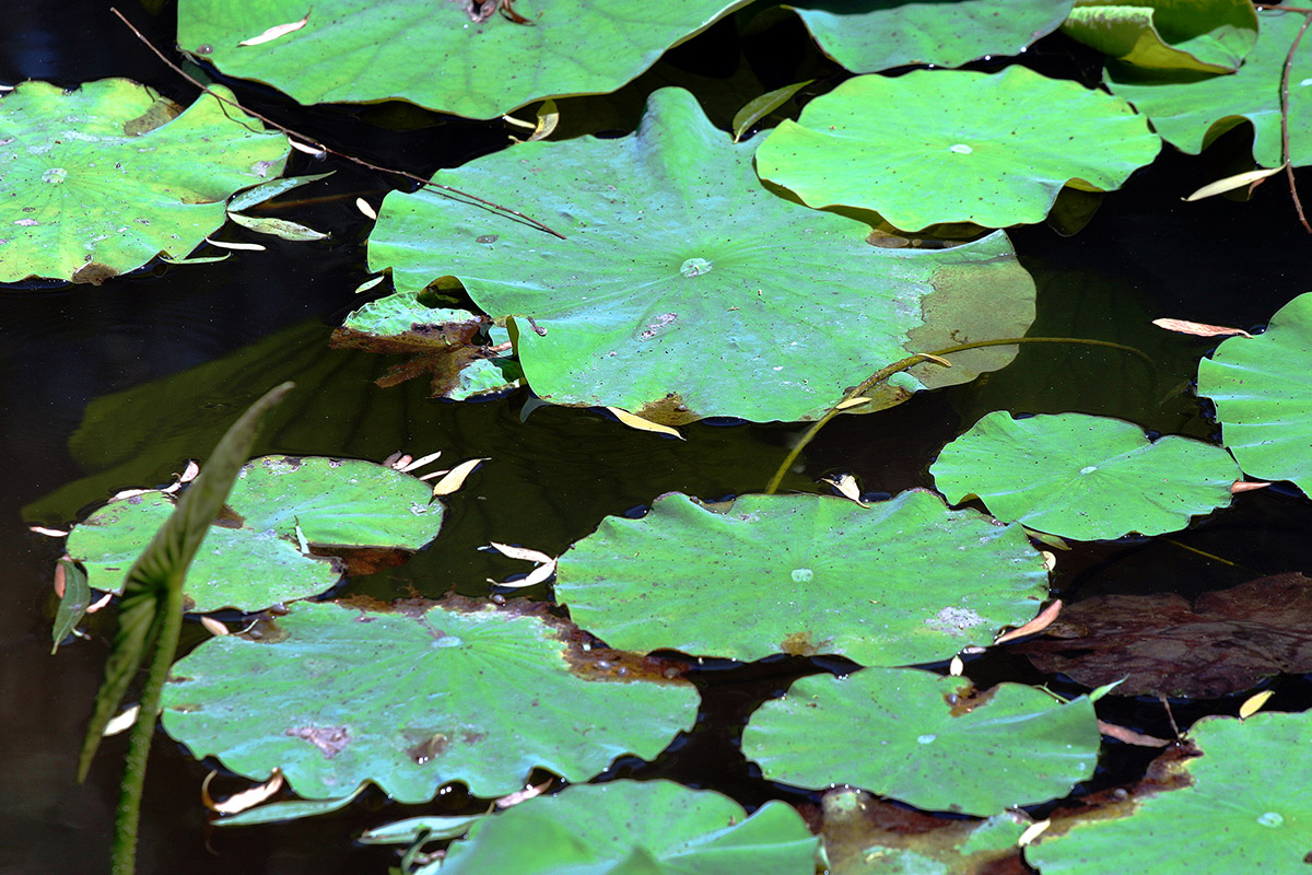 china/2006/beijing_lilly_pads