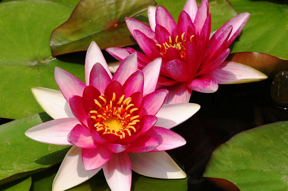 china/2006/datong_yungang_lilly_flower