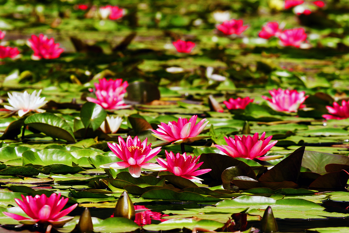 china/2006/datong_yungang_lilly_flowers