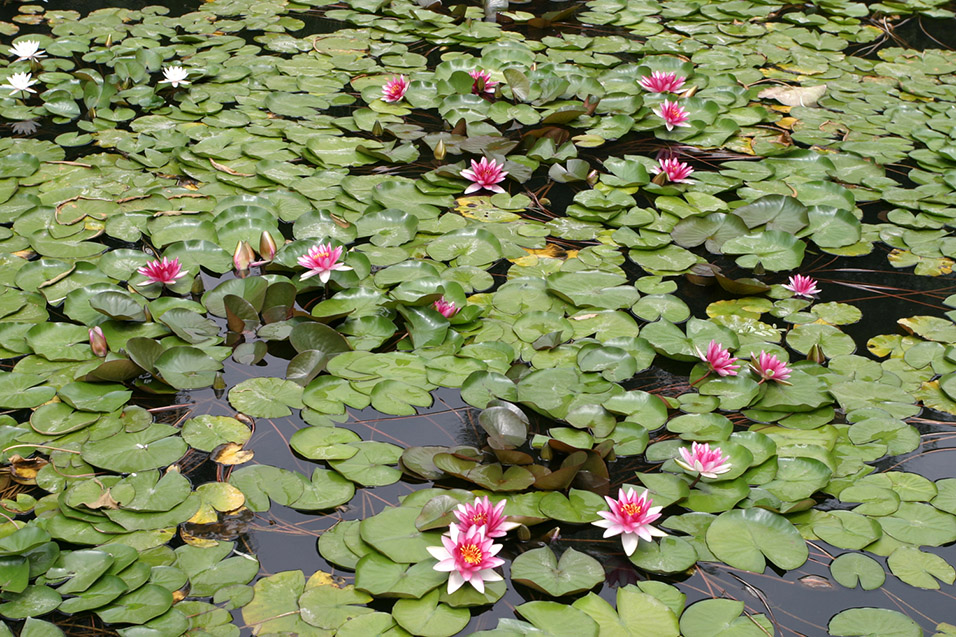 china/2006/datong_yungang_lilly_pads