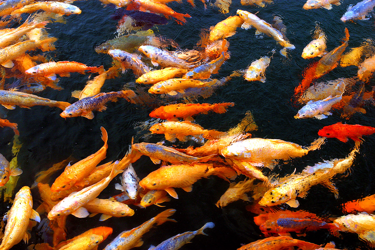 china/2006/qian_dao_hu_fishes1