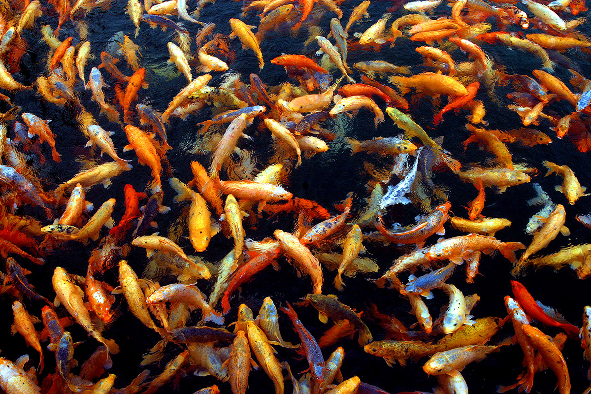 china/2006/qian_dao_hu_fishes2