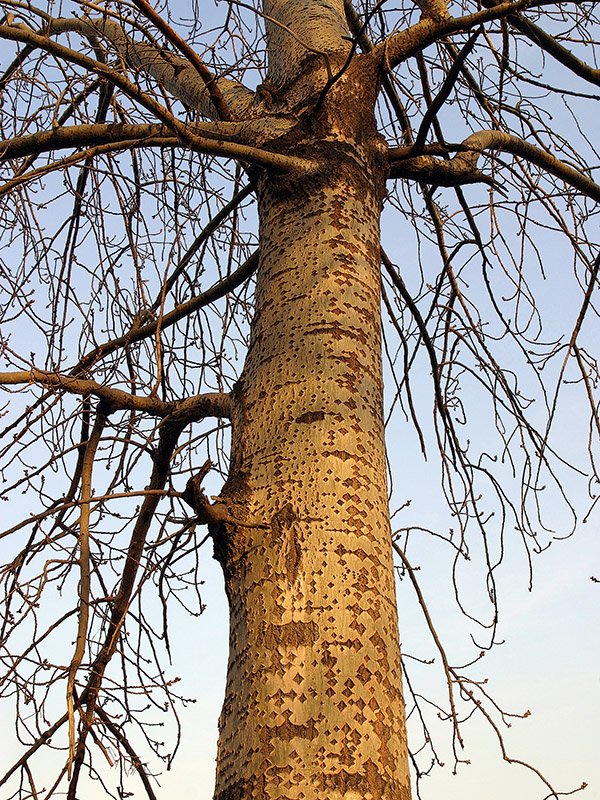 china/2007/beijing_houhai_naked_tree