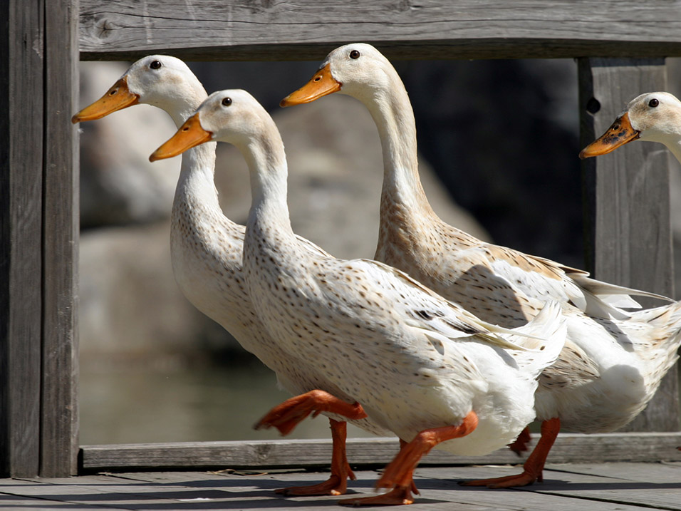 china/2007/hakka_ducks_2