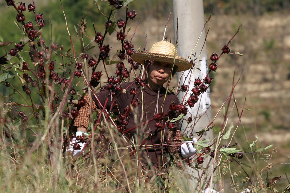 china/2007/hakka_rose_harvest