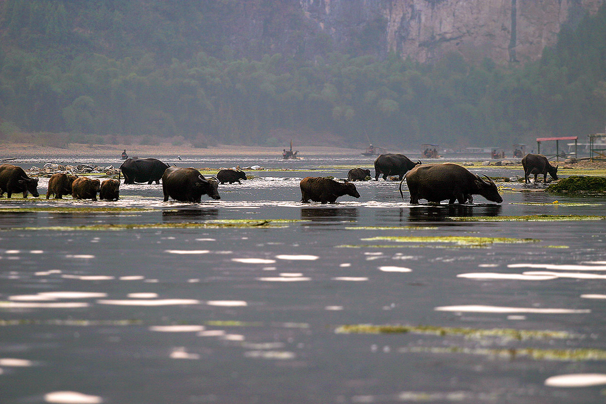 china/2007/yangshuo_lijiang_water_buffalo