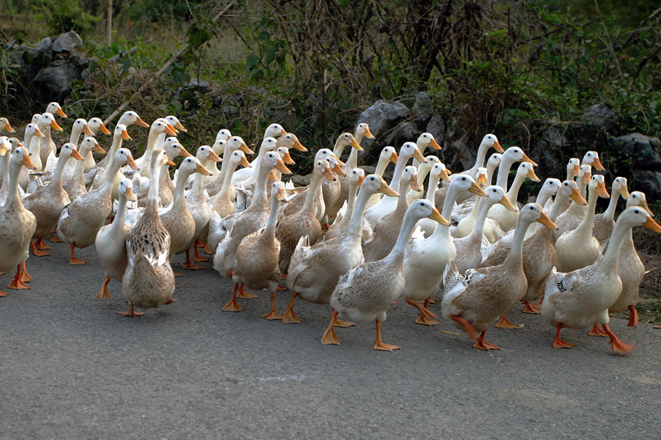 china/2007/yangshuo_white_ducks