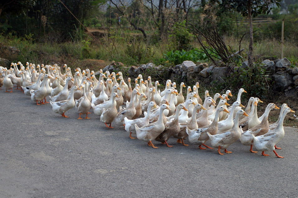 china/2007/yangshuo_white_ducks_2