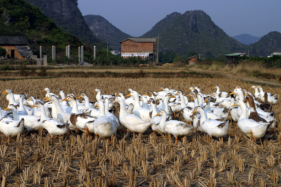 china/2007/yangshuo_yulong_ducks