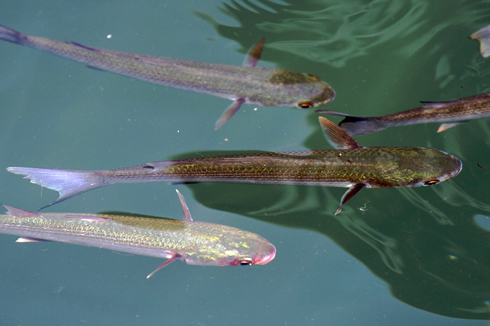 croatia/dubrovnik_fish