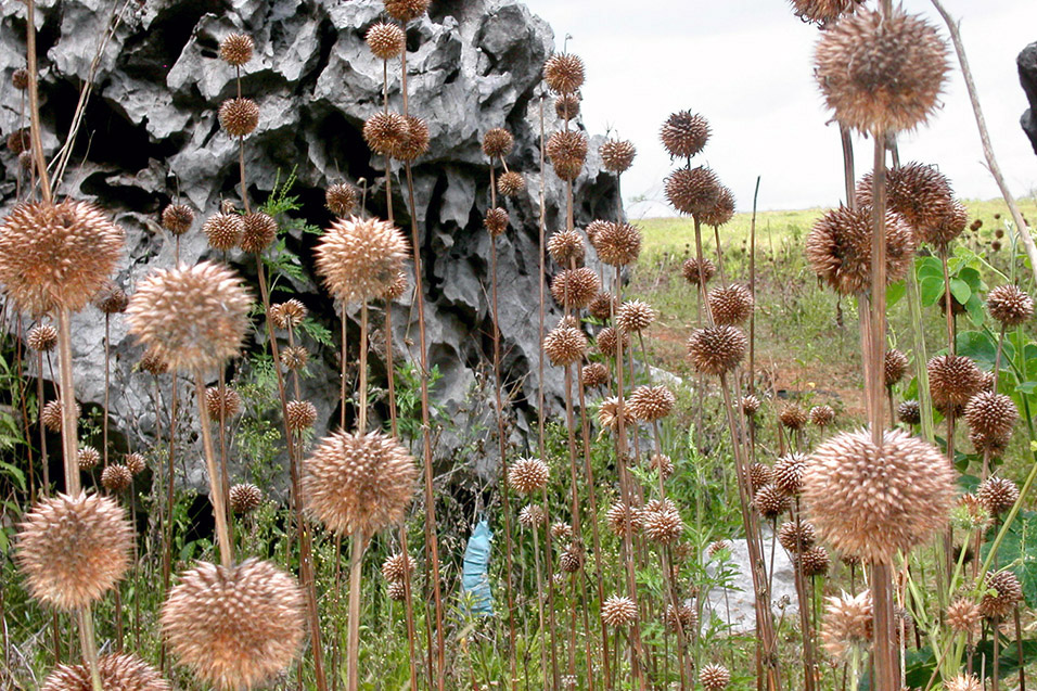 cuba/flowers_dried_horizontal