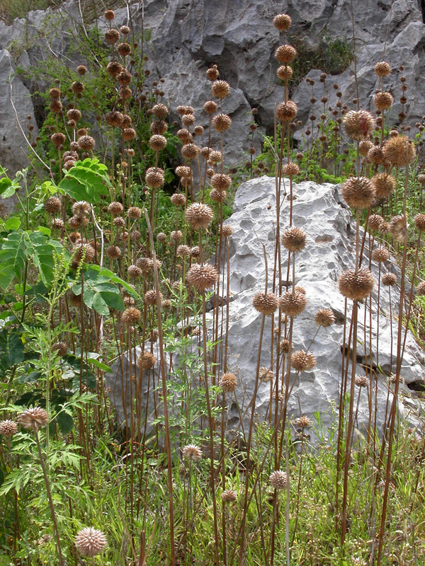 cuba/flowers_dried_vertical