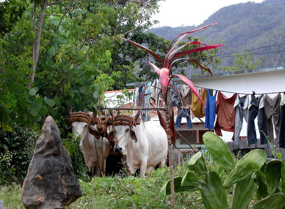 cuba/vinales_cow