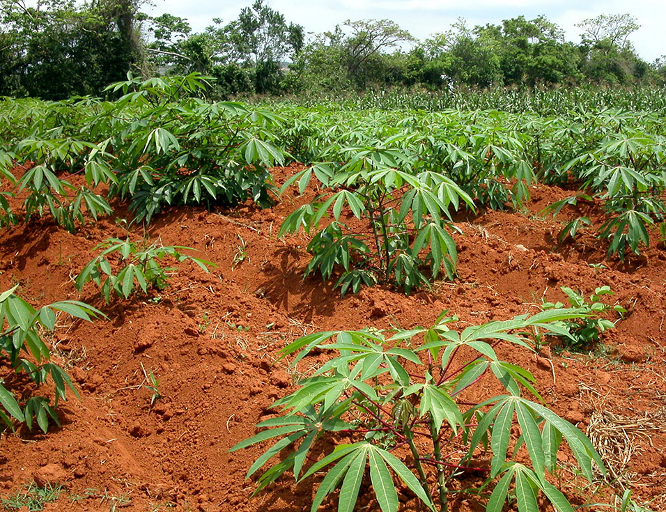 cuba/vinales_kind