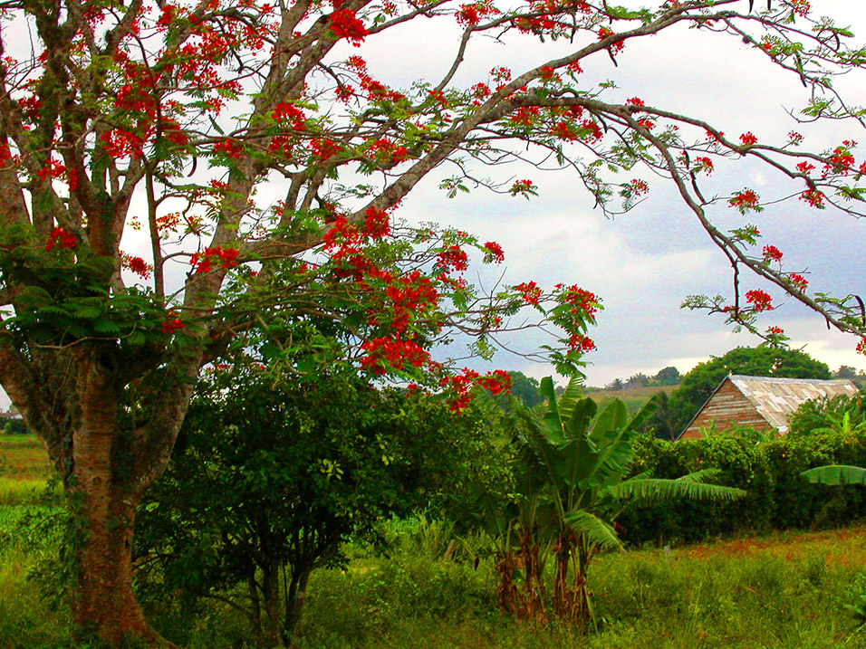 cuba/vinales_red_tree