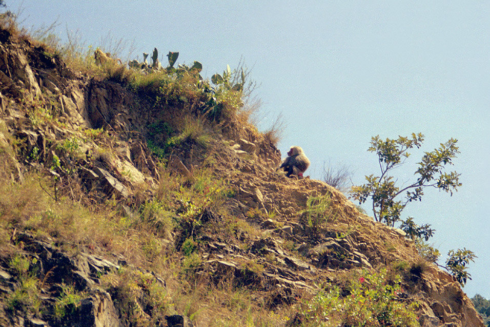 eritrea/niva_baboon