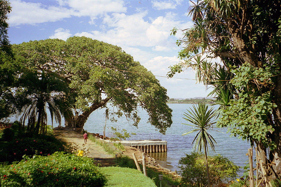 ethiopia/bahar_dar_ghion_trees