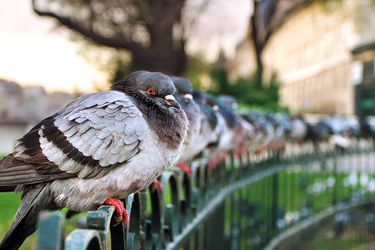 france/paris_pigeons_4