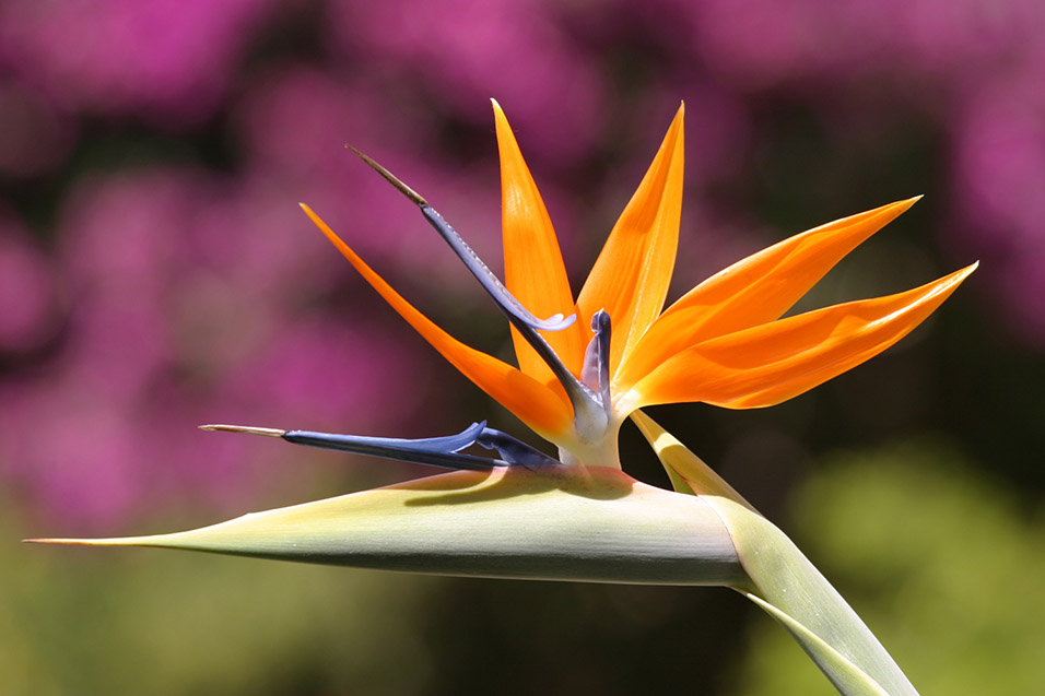 guatemala/antigua_bird_paradise