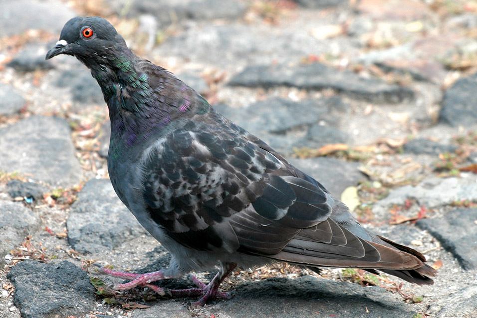 guatemala/antigua_pigeon