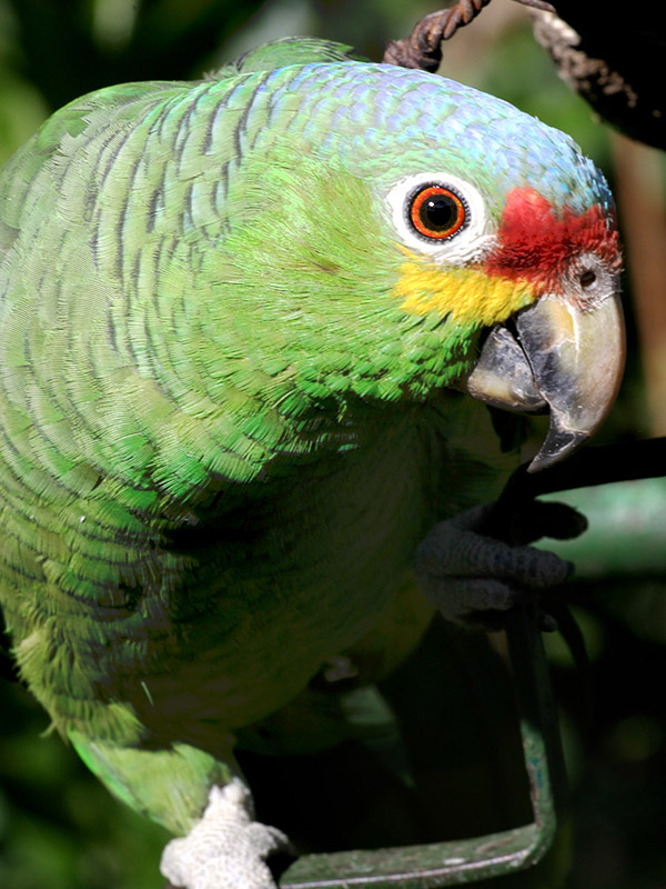 guatemala/chichicastenango_green_bird