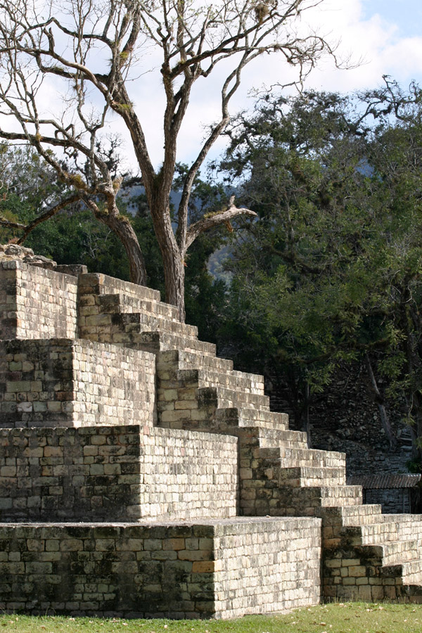 honduras/copan_stairs_tree