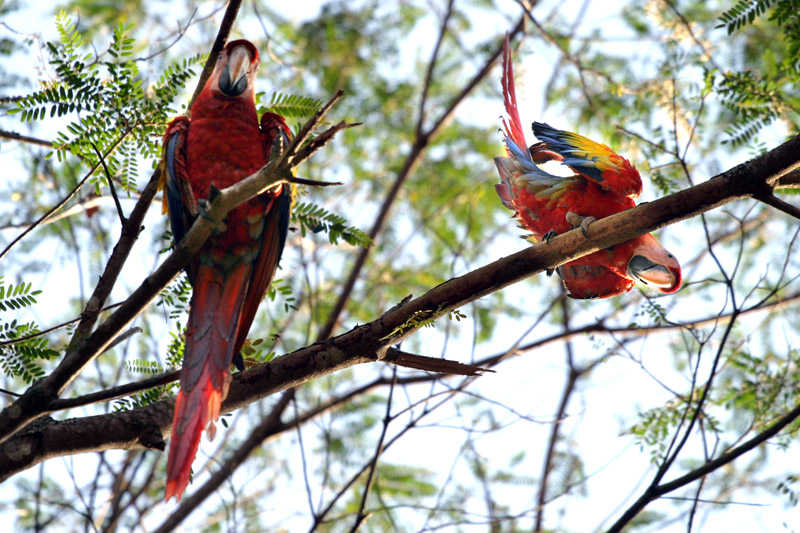 honduras/honduras_macaws_cute