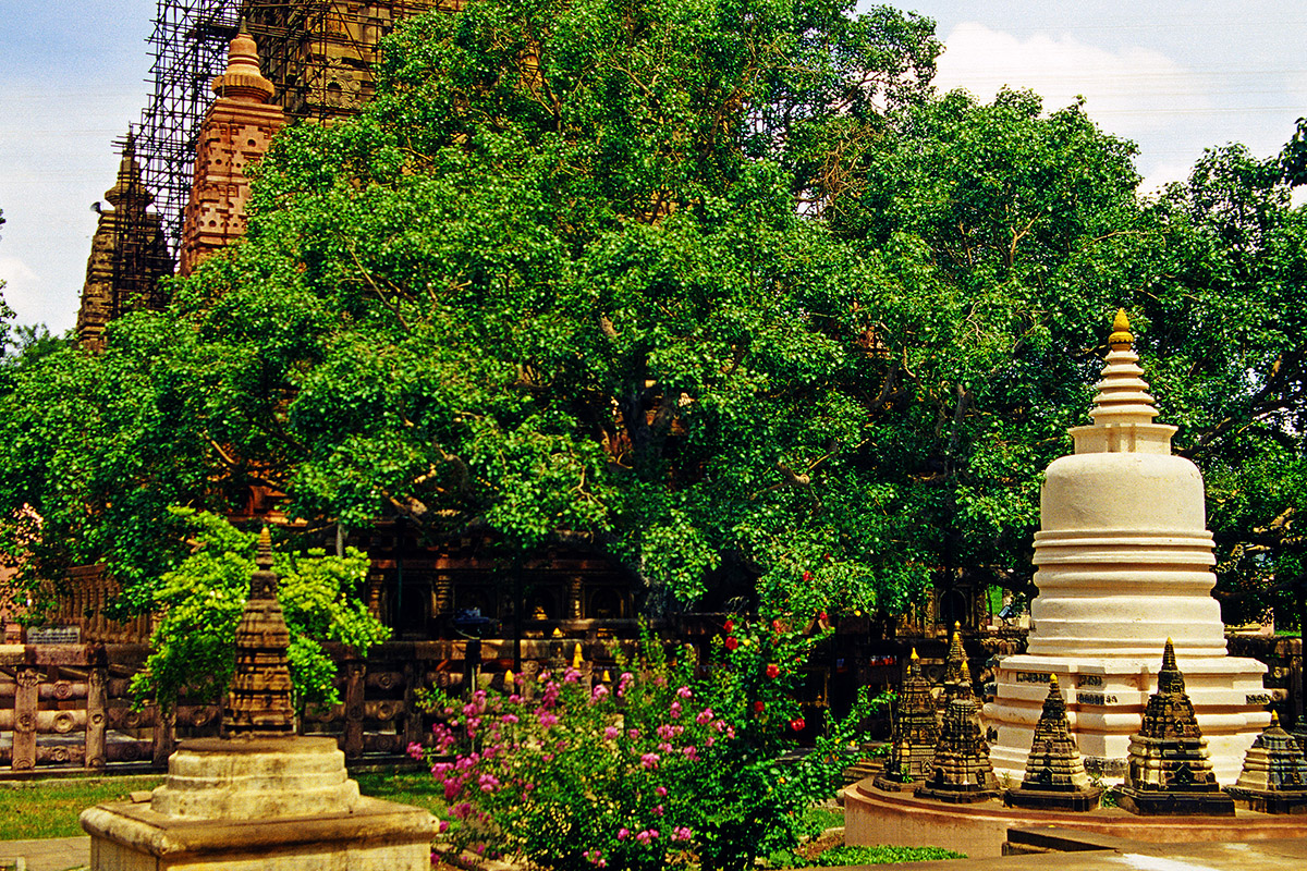 india/bodhgaya_bodhi_tree