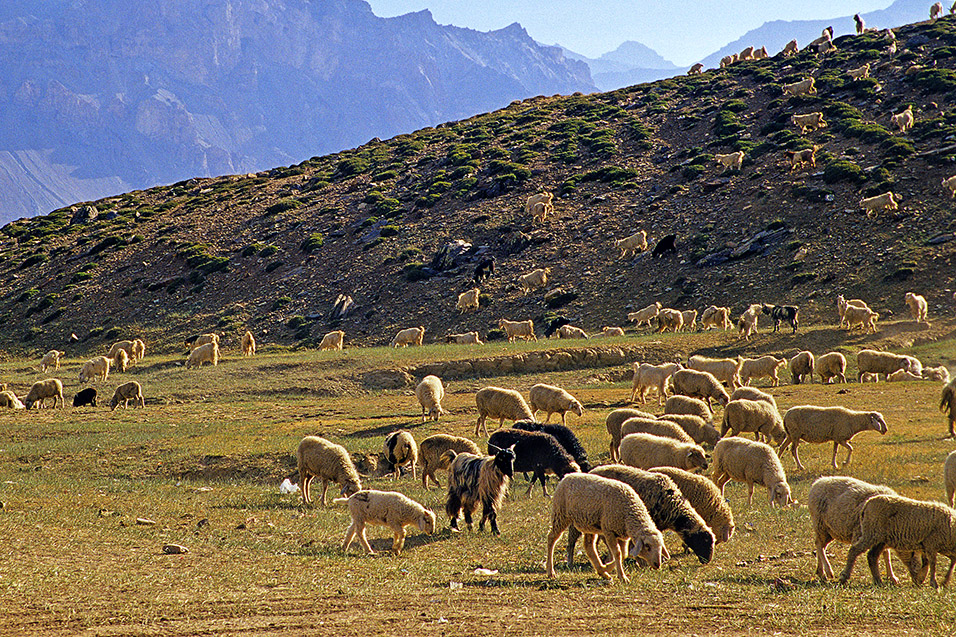 india/hiway_leh_sheep