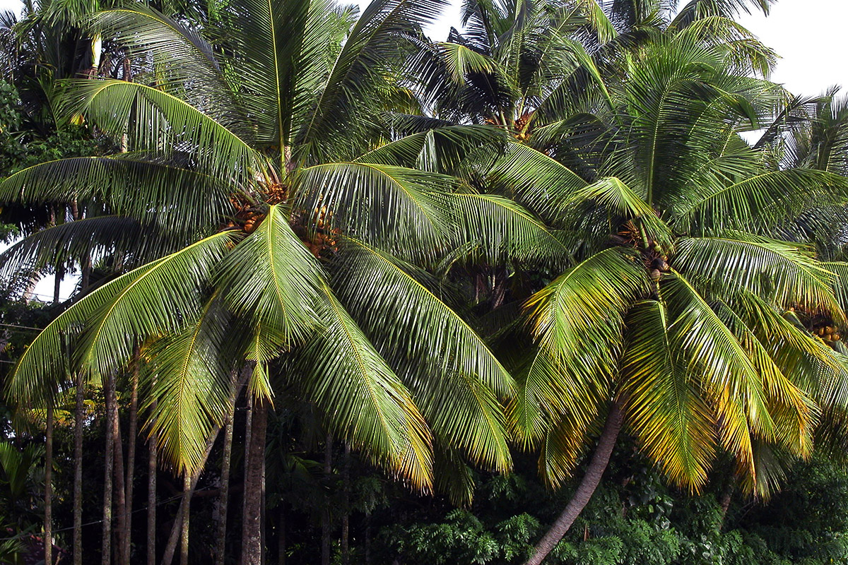 india/kerala_palms_full